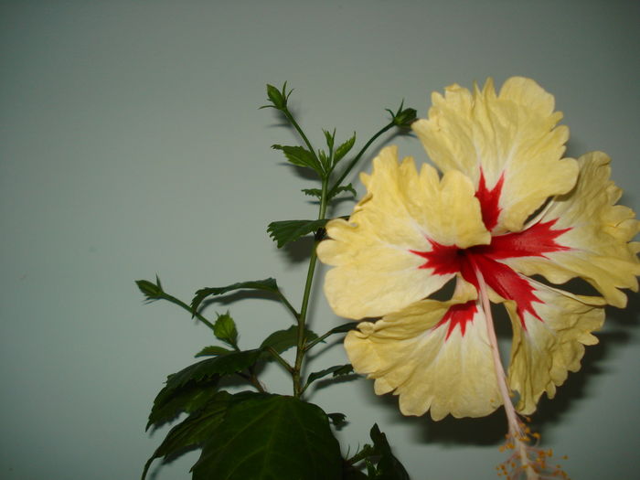 DSC06124 - Hibiscus Sylvia Goodman