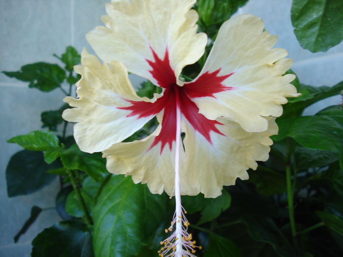 DSC06118 - FLORI 2016