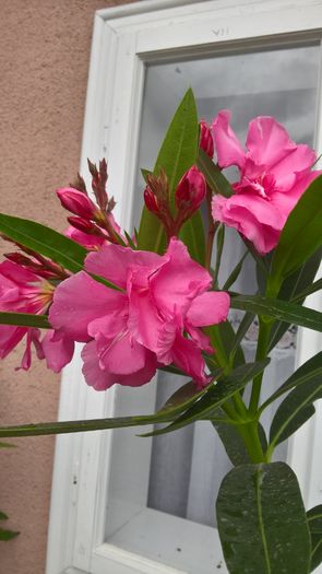 WP_20160718_15_23_50_Pro