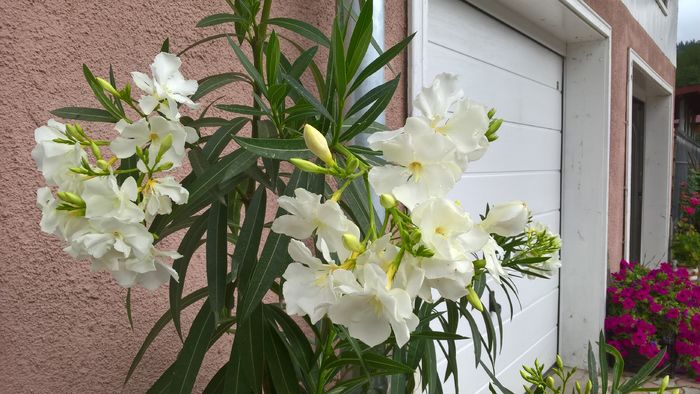 WP_20160718_15_23_57_Pro