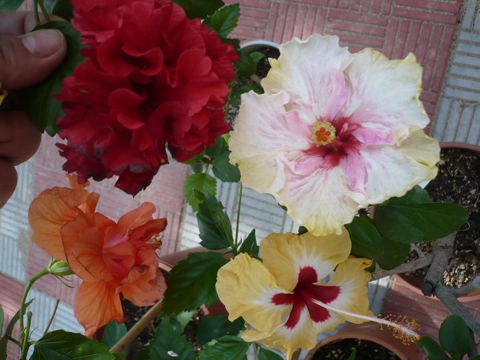 P1280359 - HIBISCUSI 2016-4