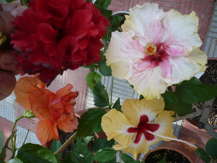 P1280360 - HIBISCUSI 2016-4