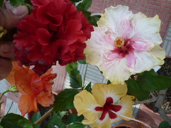 P1280361 - HIBISCUSI 2016-4