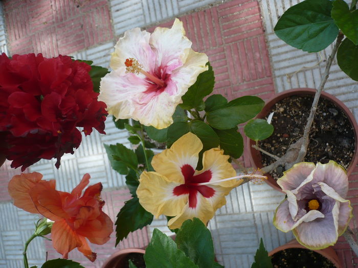 P1280363 - HIBISCUSI 2016-4