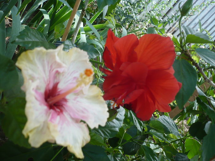 P1280365 - HIBISCUSI 2016-4