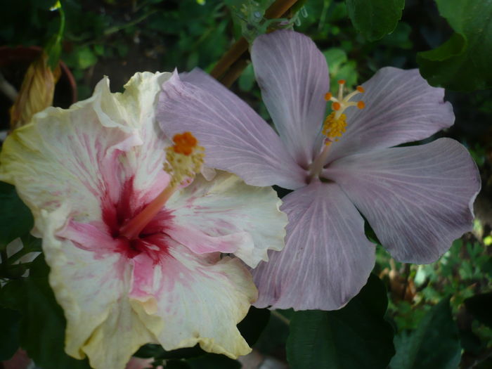 P1280369 - HIBISCUSI 2016-4