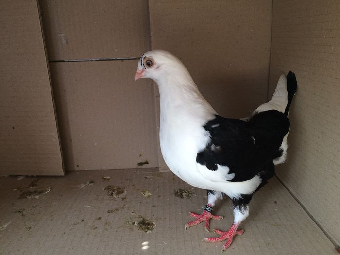 1454_1 RCR - tineret 2016