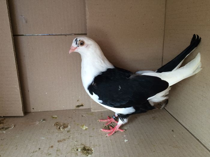 1454_2 RCR - tineret 2016