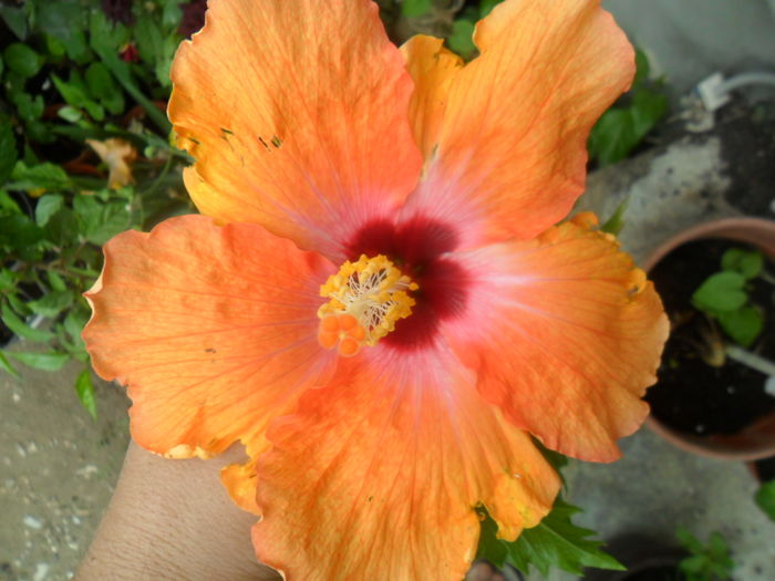 002 - hibiscusi 2016-3
