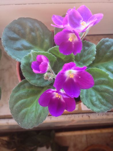 image - violete