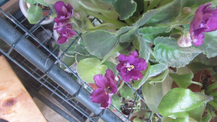 RS-Kabare - Violete