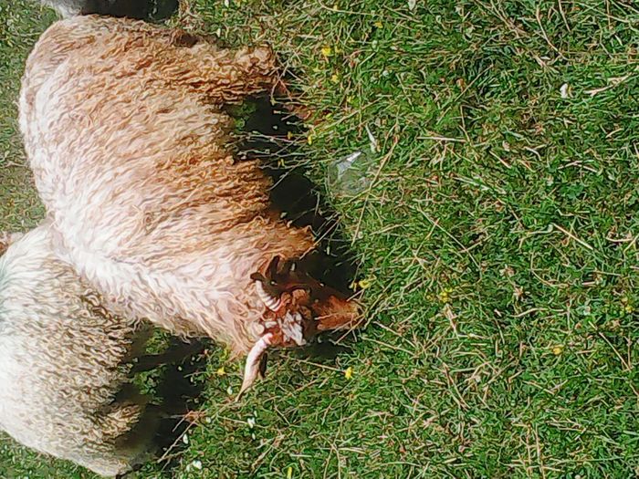 Photo0004; berbecut de vanzare ratca
