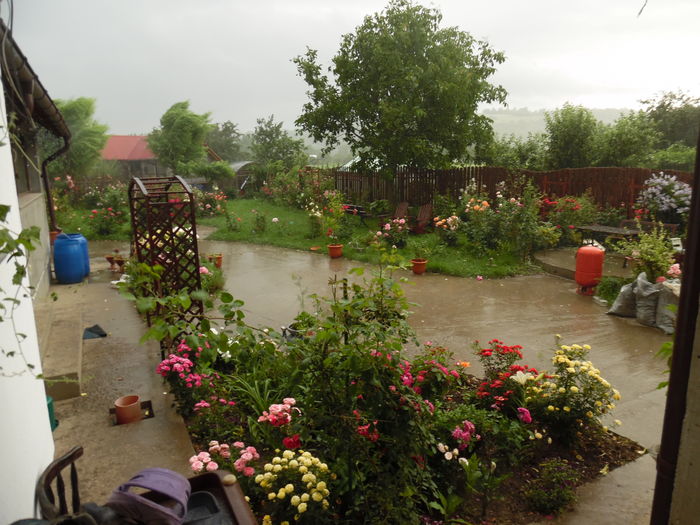 062 - 2016 Flori si Trandafiri