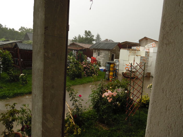 063 - 2016 Flori si Trandafiri