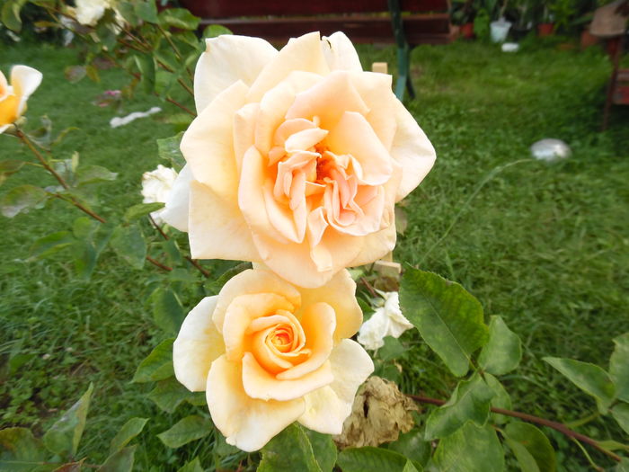 126 - 2016 Flori si Trandafiri