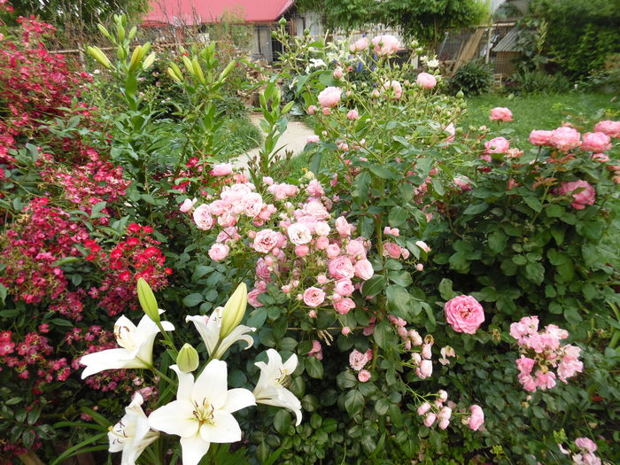 138 - 2016 Flori si Trandafiri