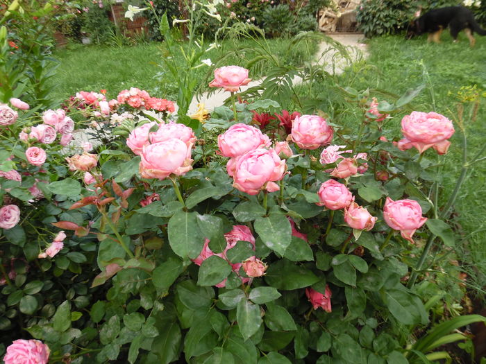 141 - 2016 Flori si Trandafiri