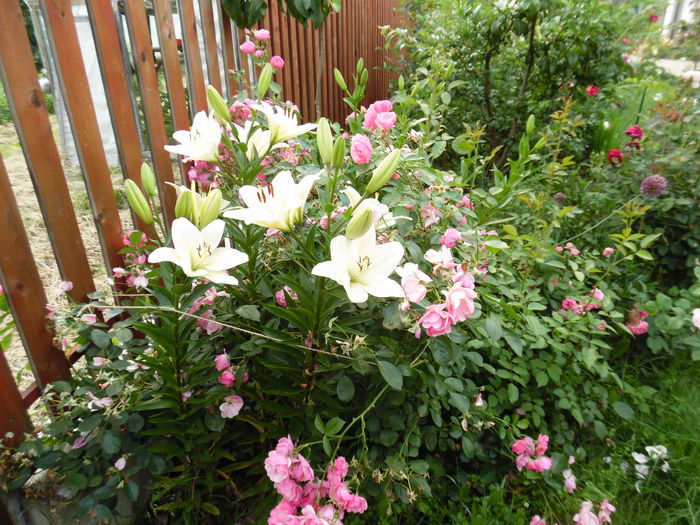 153 - 2016 Flori si Trandafiri