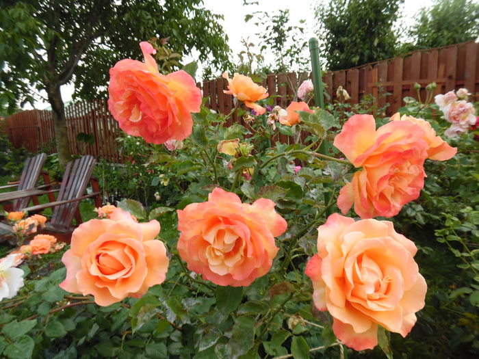 176 - 2016 Flori si Trandafiri