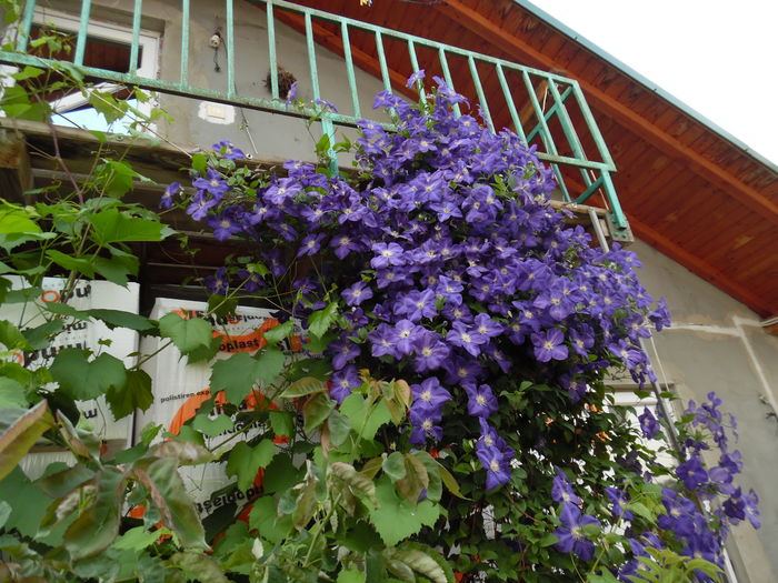 241 - 2016 Flori si Trandafiri