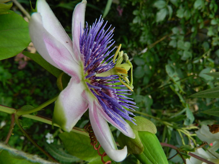 DSCN3102 - 2016 PASSIFLORA