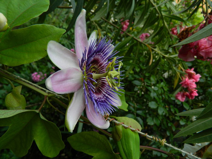 DSCN3106 - 2016 PASSIFLORA