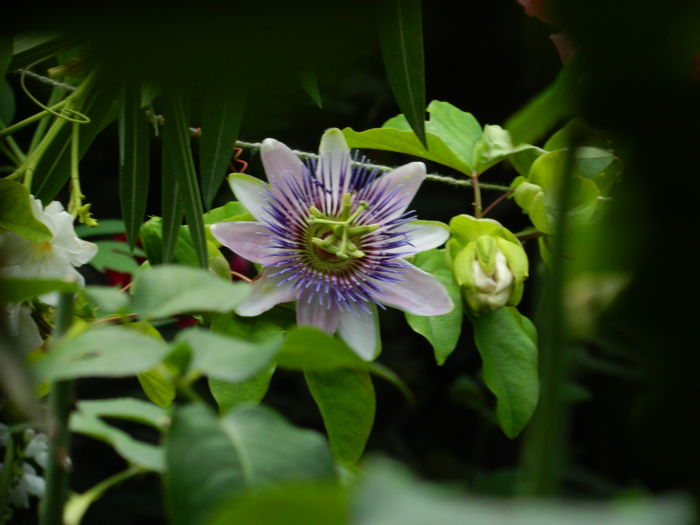 DSCN3114 - 2016 PASSIFLORA