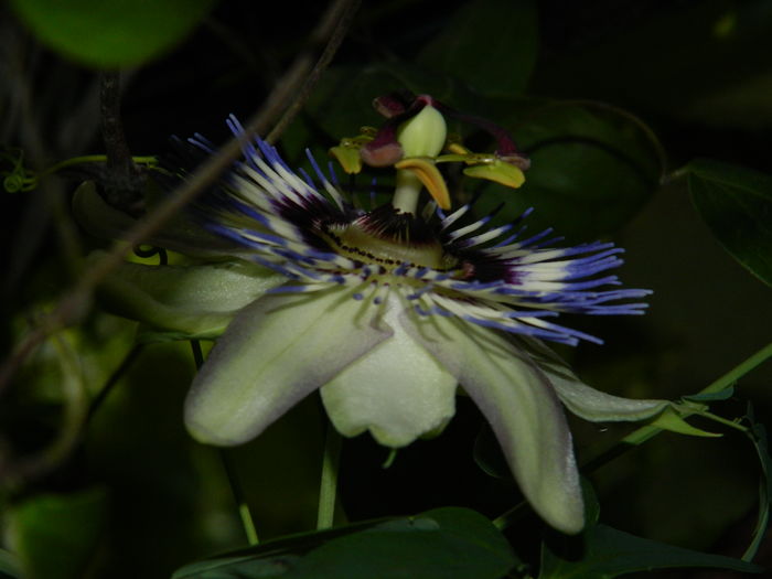 DSCN3116 - 2016 PASSIFLORA