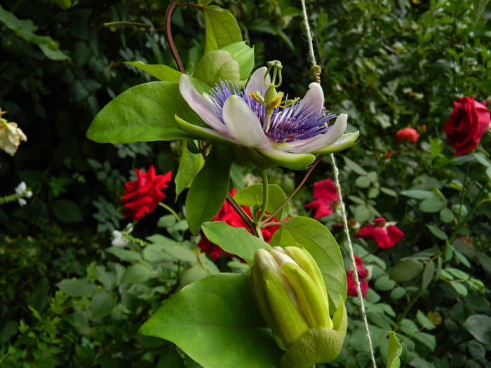 DSCN3149 - 2016 PASSIFLORA