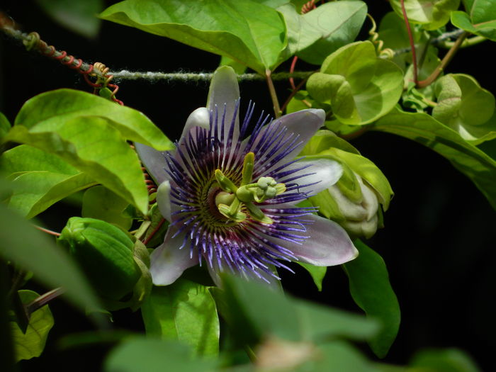 DSCN3171 - 2016 PASSIFLORA