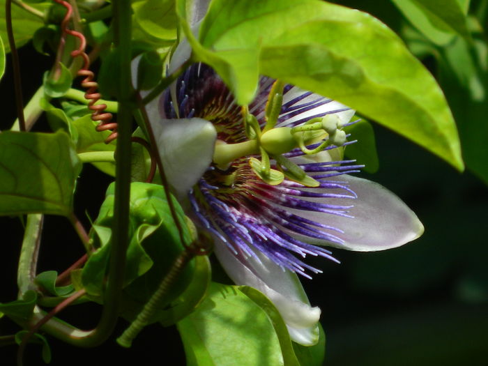 DSCN3177 - 2016 PASSIFLORA