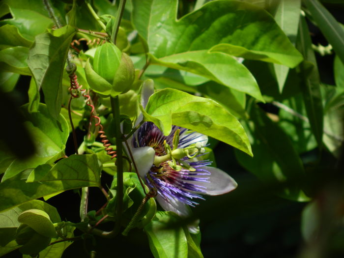 DSCN3178 - 2016 PASSIFLORA