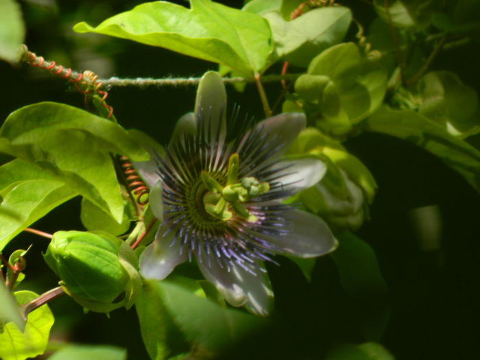 DSCN3201 - 2016 PASSIFLORA