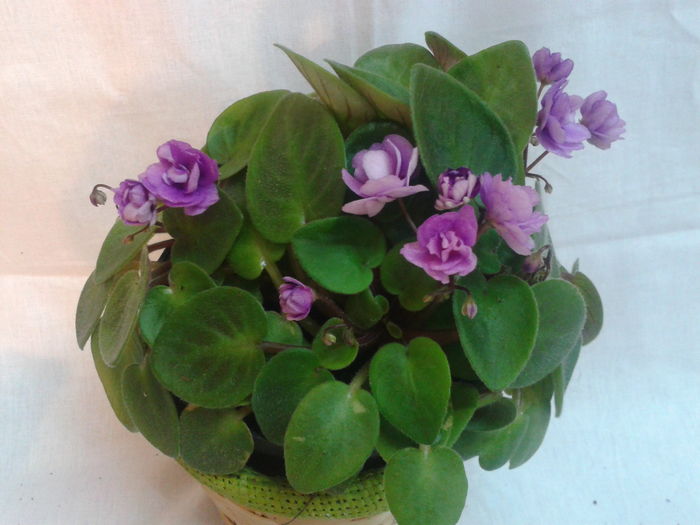 cirelda - VIOLETE_A