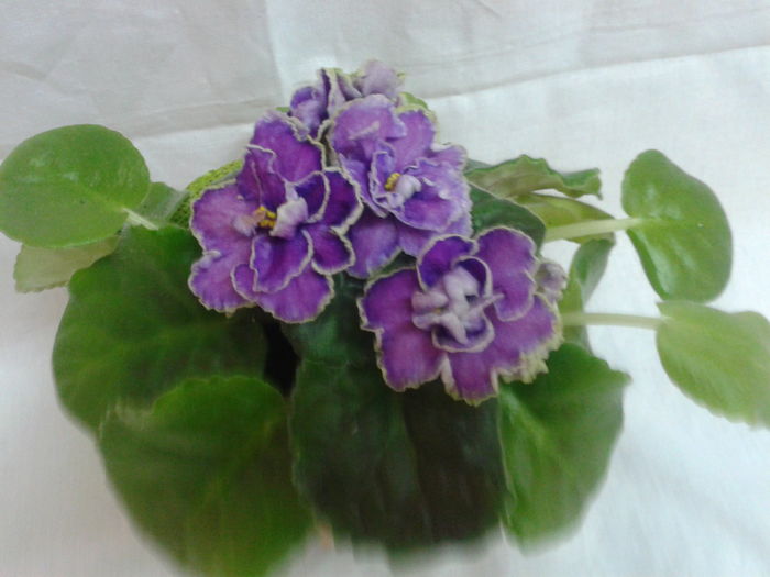 pradise lost - VIOLETE_A