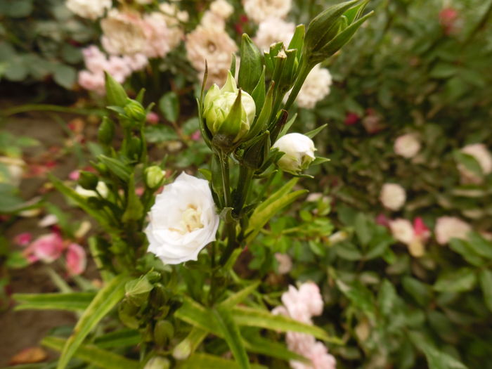 campanula persicifolia la belle - 2016 Flori si Trandafiri