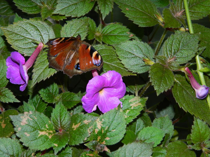 DSCN1786 - 2016 ACHIMENESI_ORHIDEE_STREPTOCARPELA