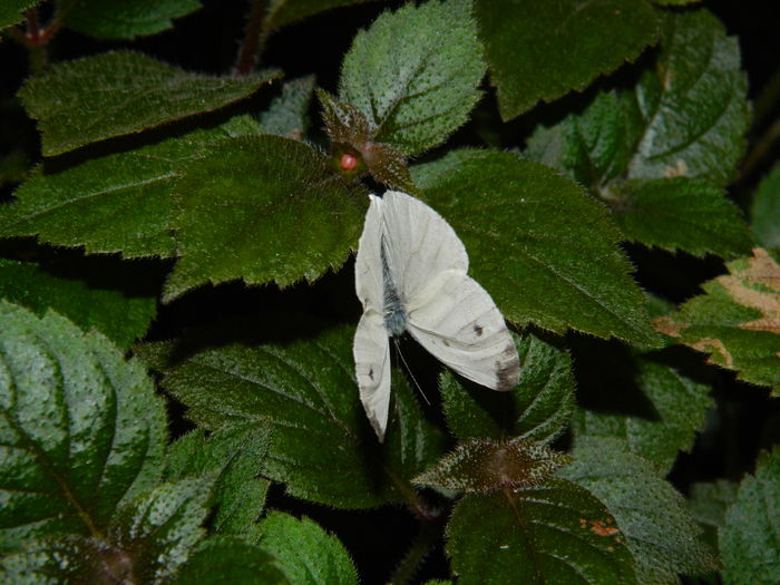 DSCN1788 - 2016 ACHIMENESI_ORHIDEE_STREPTOCARPELA