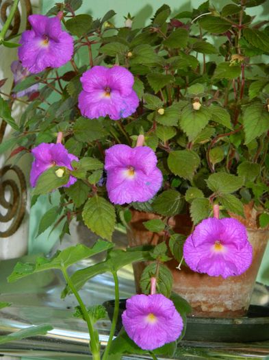 DSCN2192 - 2016 ACHIMENESI_ORHIDEE_STREPTOCARPELA