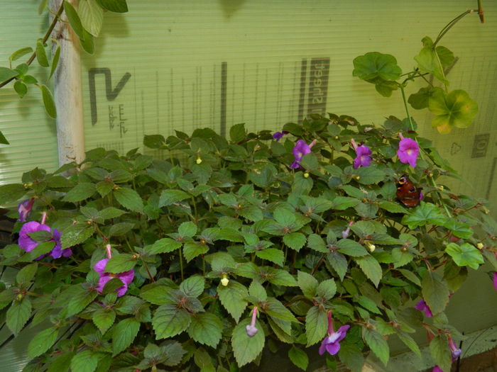 DSCN2194 - 2016 ACHIMENESI_ORHIDEE_STREPTOCARPELA