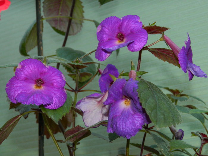 DSCN2562 - 2016 ACHIMENESI_ORHIDEE_STREPTOCARPELA