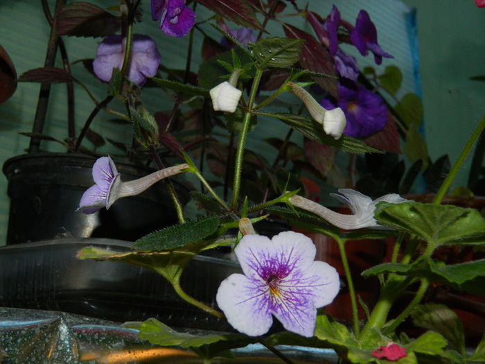 DSCN2563 - 2016 ACHIMENESI_ORHIDEE_STREPTOCARPELA