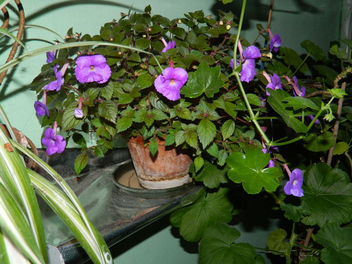 DSCN2652 - 2016 ACHIMENESI_ORHIDEE_STREPTOCARPELA