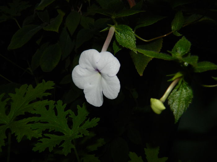 DSCN2771 - 2016 ACHIMENESI_ORHIDEE_STREPTOCARPELA