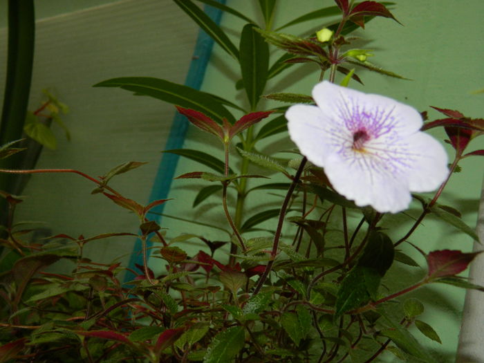 DSCN2774 - 2016 ACHIMENESI_ORHIDEE_STREPTOCARPELA