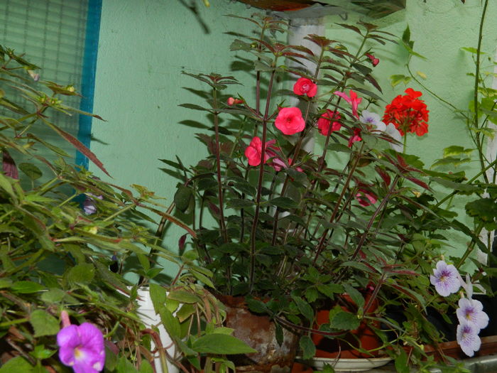 DSCN3235 - 2016 ACHIMENESI_ORHIDEE_STREPTOCARPELA