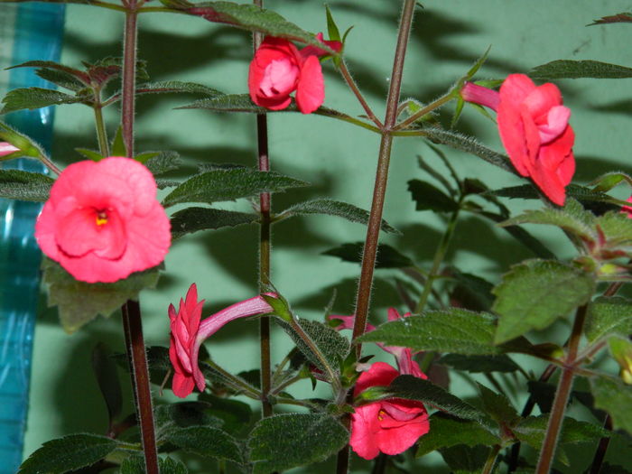 DSCN3241 - 2016 ACHIMENESI_ORHIDEE_STREPTOCARPELA