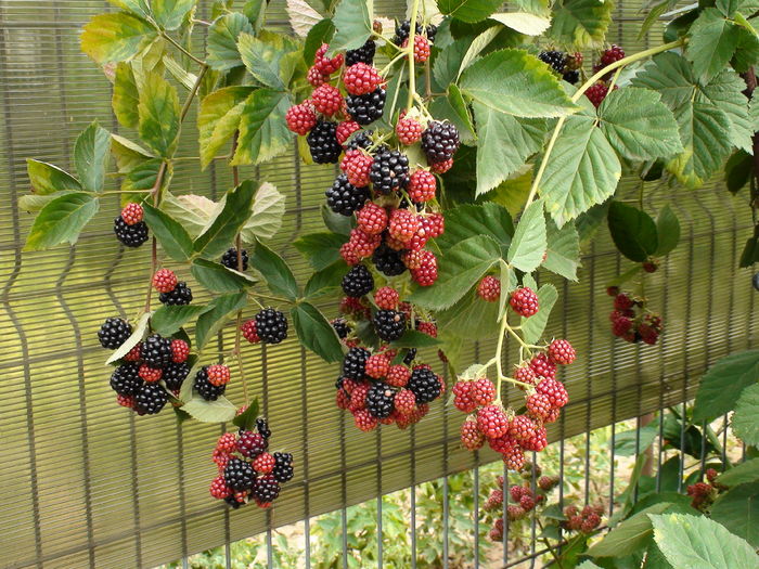 2016 - y-zmeuri si muri