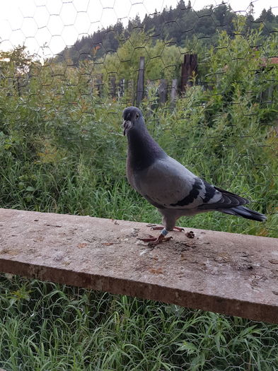 20160714_201321 - porumbei de vanzare