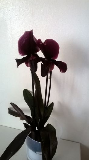 black jack - Orhidee Paphiopedilum iulie 2016